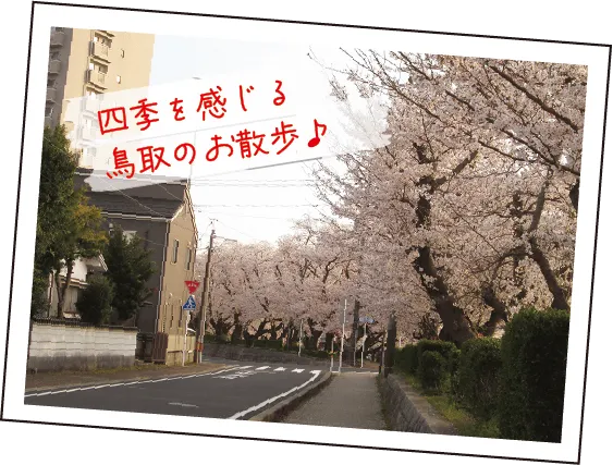 桜街道でお散歩